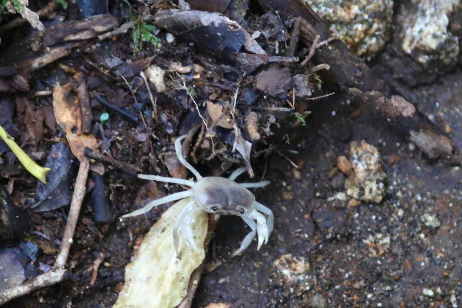 白い沢蟹