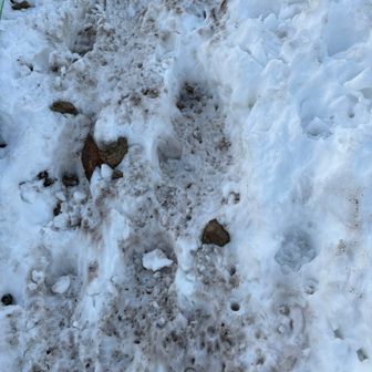 結構シャーベット状になってる⛸️