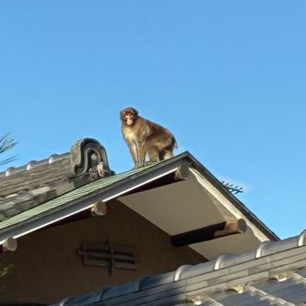 今日､熊🐻は出ませんでしたが、猿🐒がお見送り〜