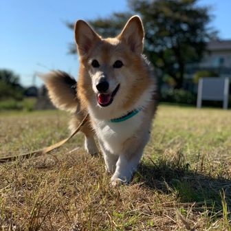 じゅんじゅんさんぽ