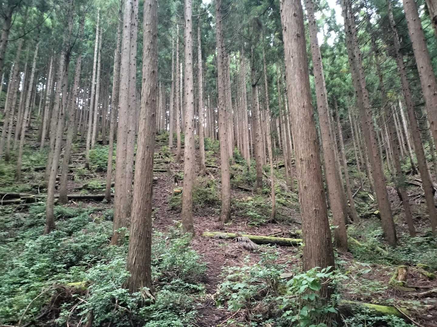 尾根まであと数十mの登りなのに、脚が進まない……🥲