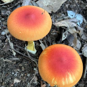 🍄