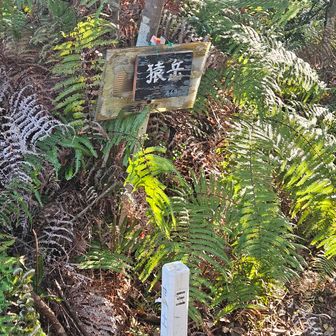 猿岳
今年はNHK大河ドラマで豊臣兄弟があっているので、この山は人気が出るかも
｢猿はまだか～｣と言いたくなります