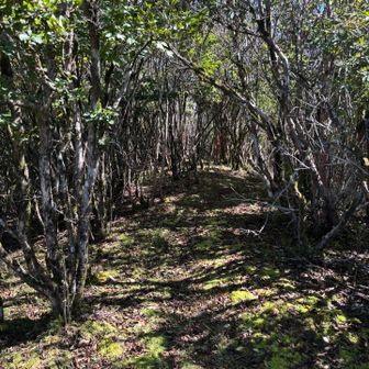 豊受山への縦走路へ