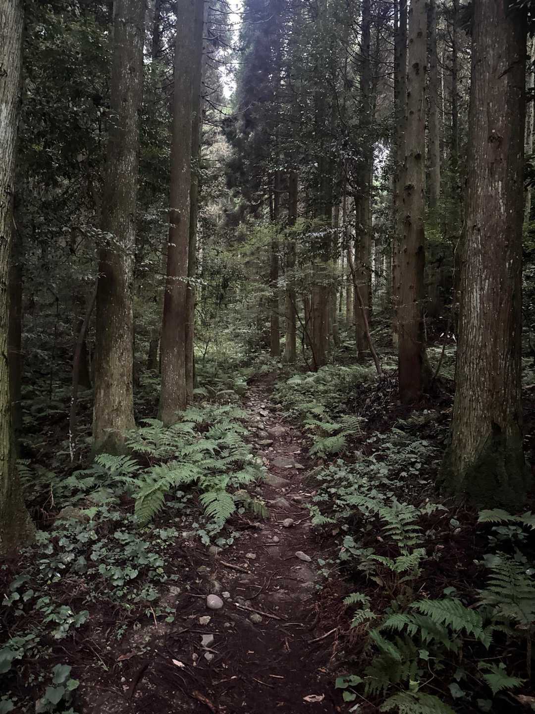 椎原峠登山口-椎原峠-唐人の舞-矢筈峠-脊振山 周回コースの写真