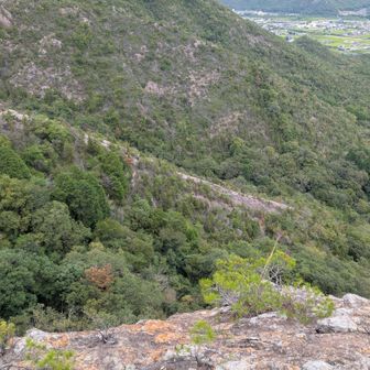 神の上山山頂で地元ハイカーなお姉さんに教えて貰った降りのルートや。
めっちゃ楽しそうやな〜。

ピークハント目的のヒデ御一行様は、降りには大師山コースを選択。