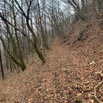 巻道を行きます。右上が、臥牛山山頂。