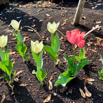 チューリップもかわいい🌷
