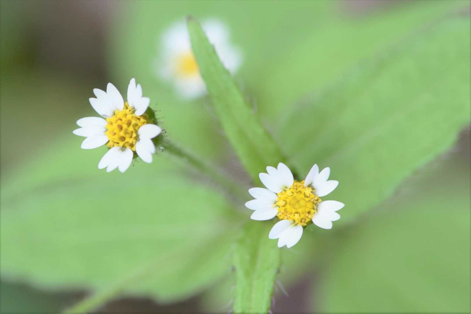 ハキダメギク 名前がかわいそう
雑草（外来種）らしいですけど、
なんか可愛いすね〜