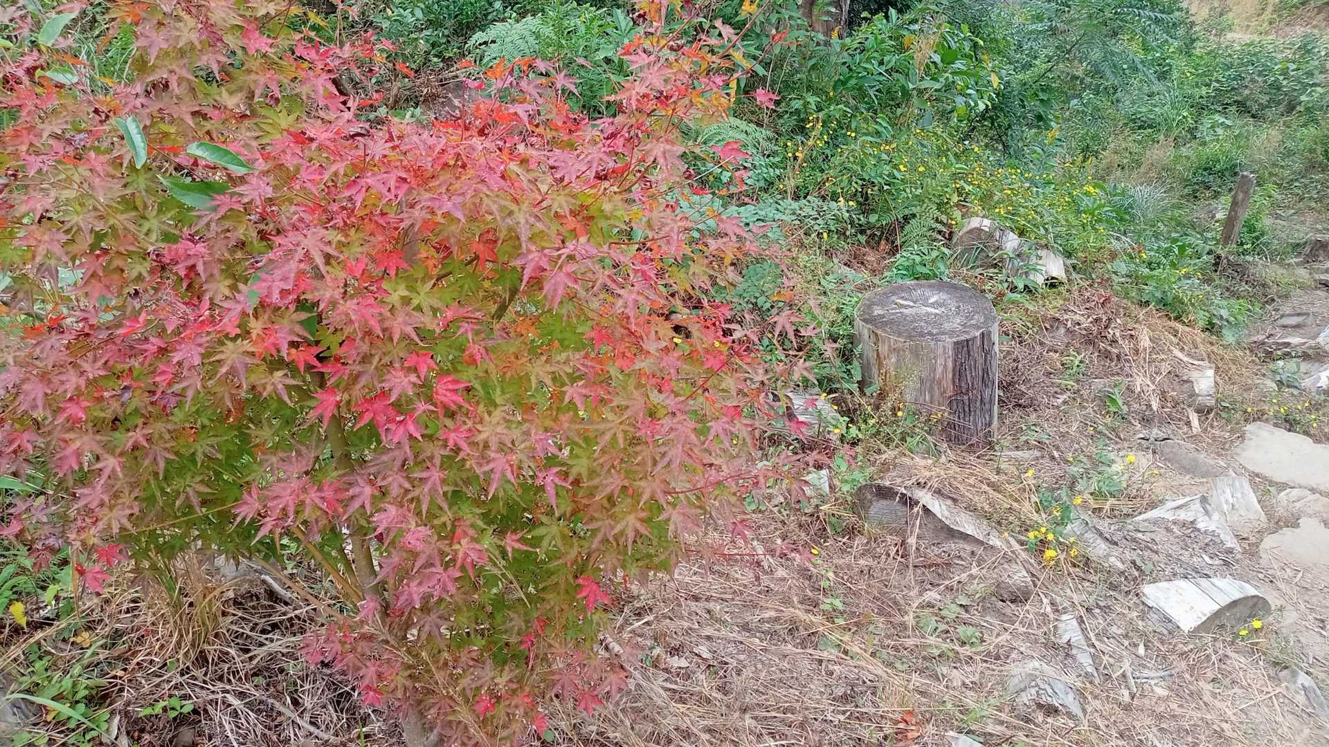 プチ紅葉