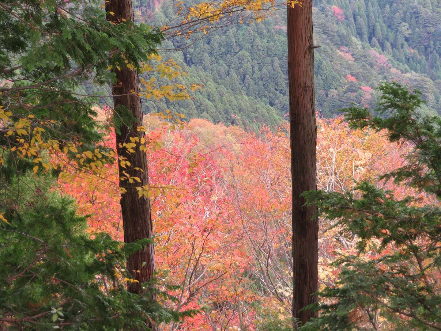 紅葉が美しい