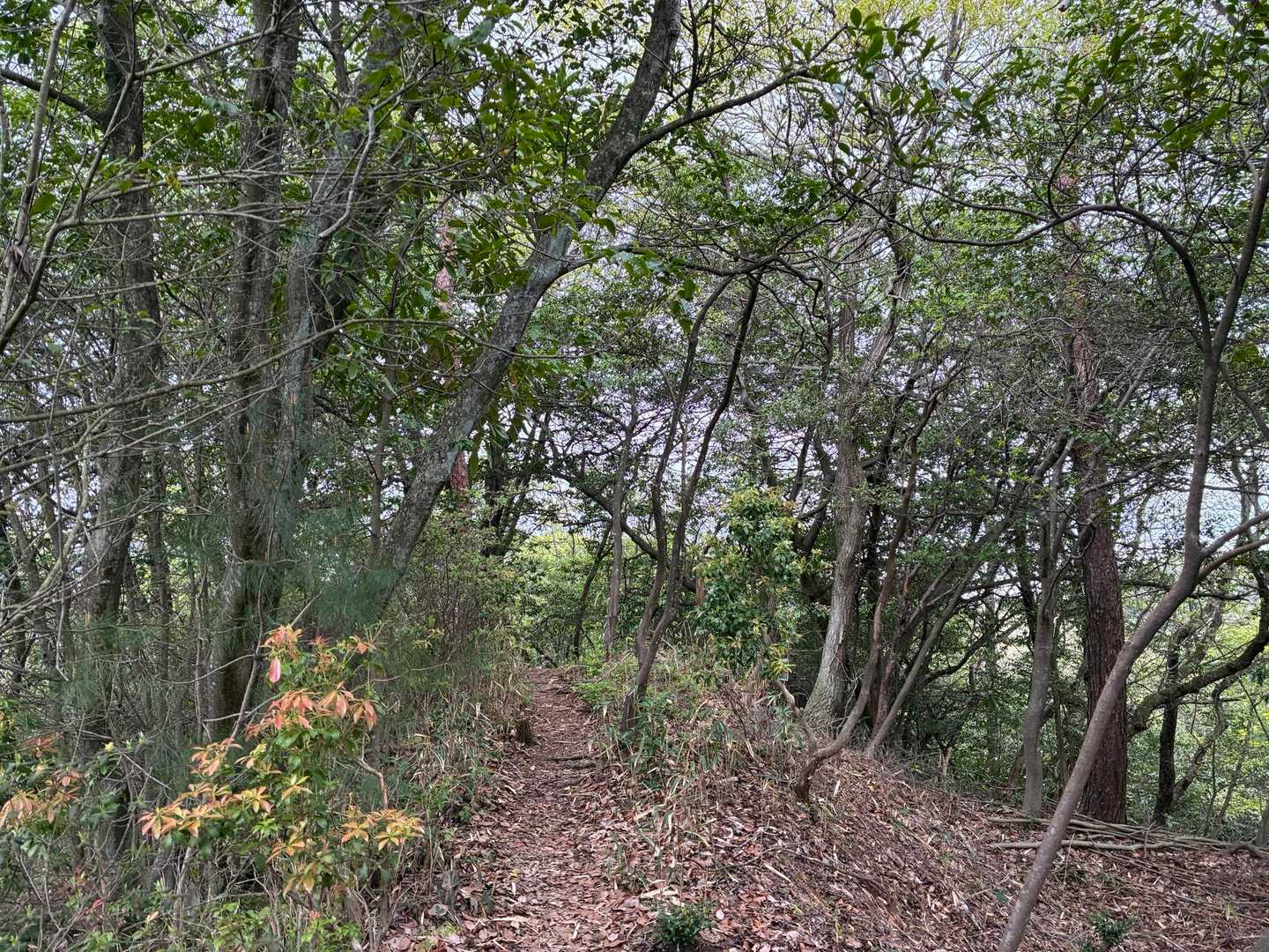 岩崎山方面目指します