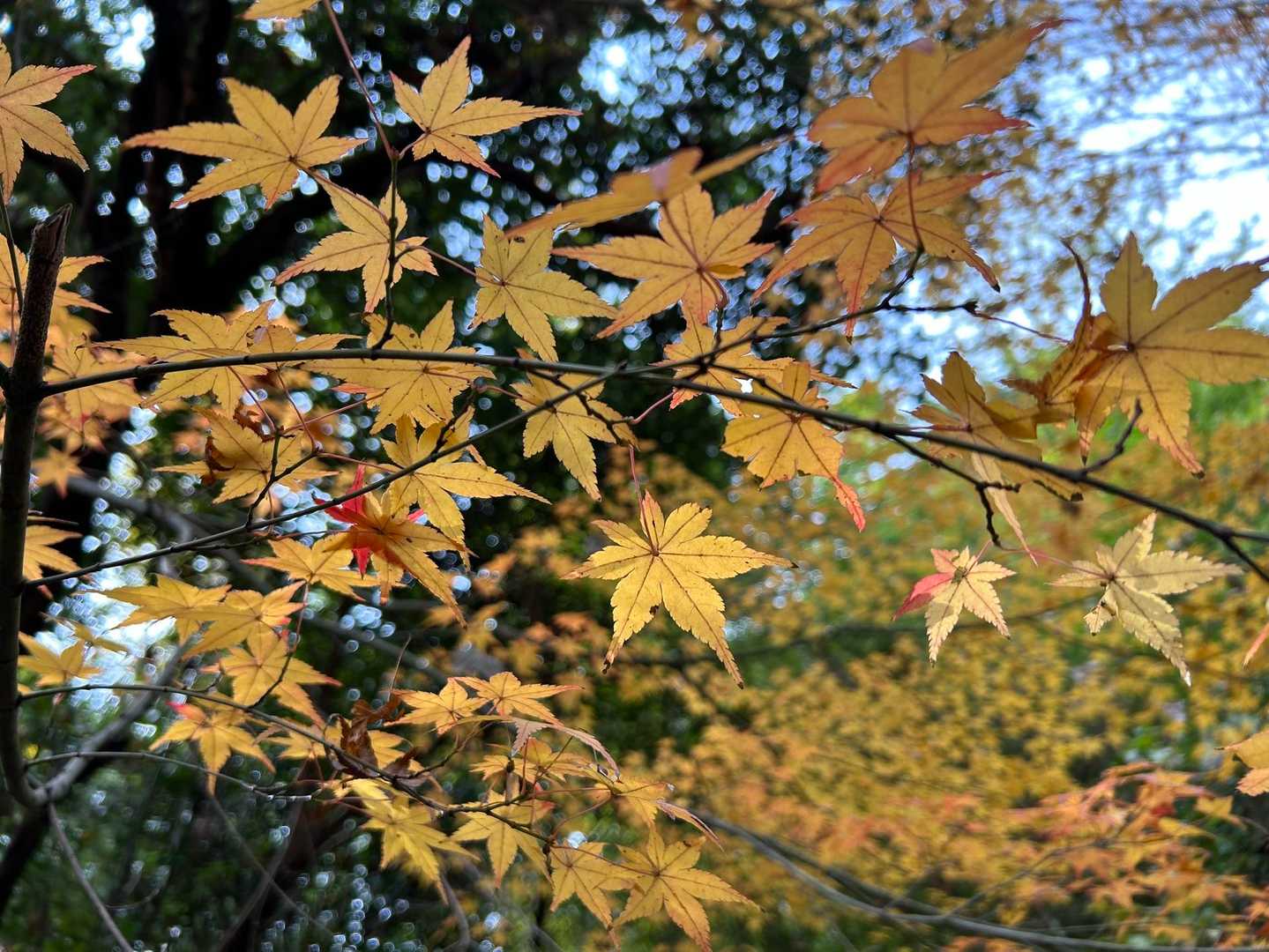 まだ紅葉が残ってる⁉︎