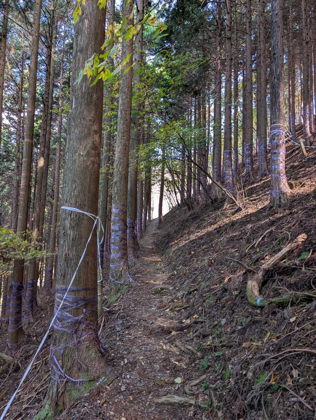 今まで植林地をつづら折りに登ってきましたが、斜面をトラバースする道になりました。