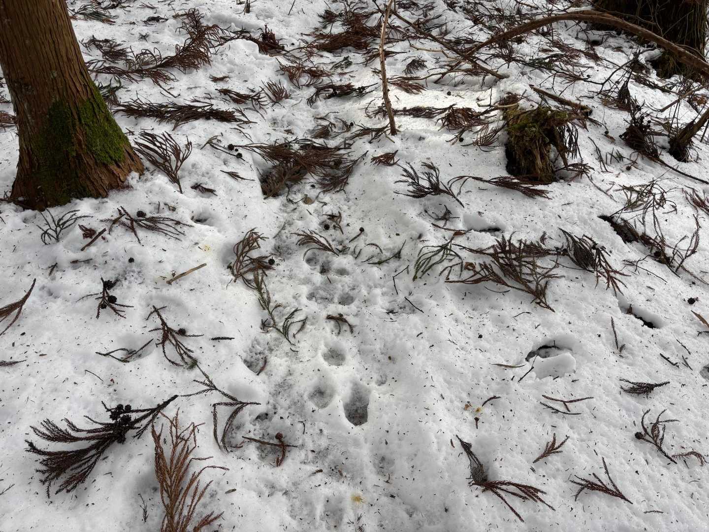 動物たちがたくさん歩いてるだろな🦌🐻🐿️