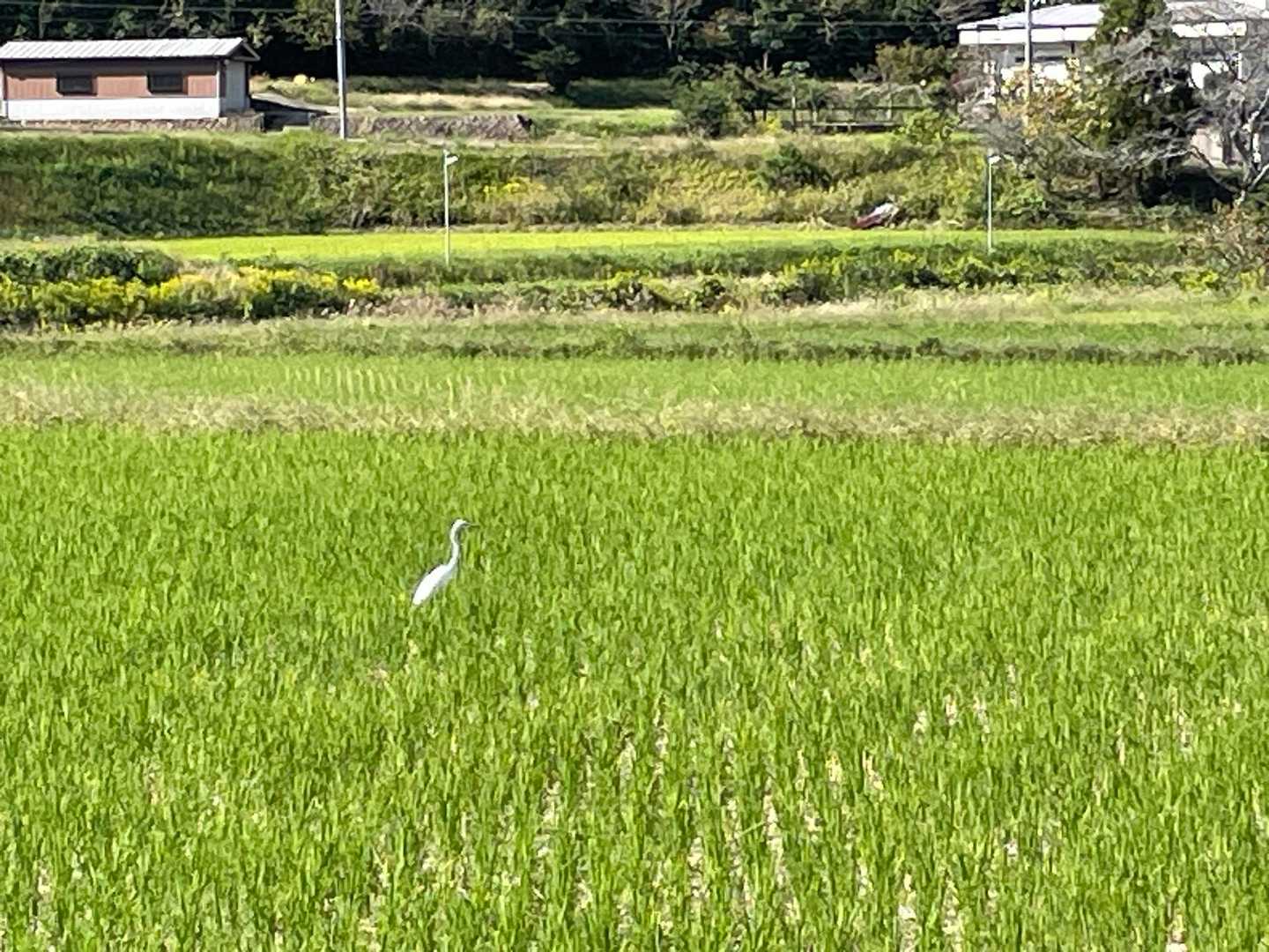田んぼに白鷺　のどかな風景

楽しかった🎵
ありがとうございました💕