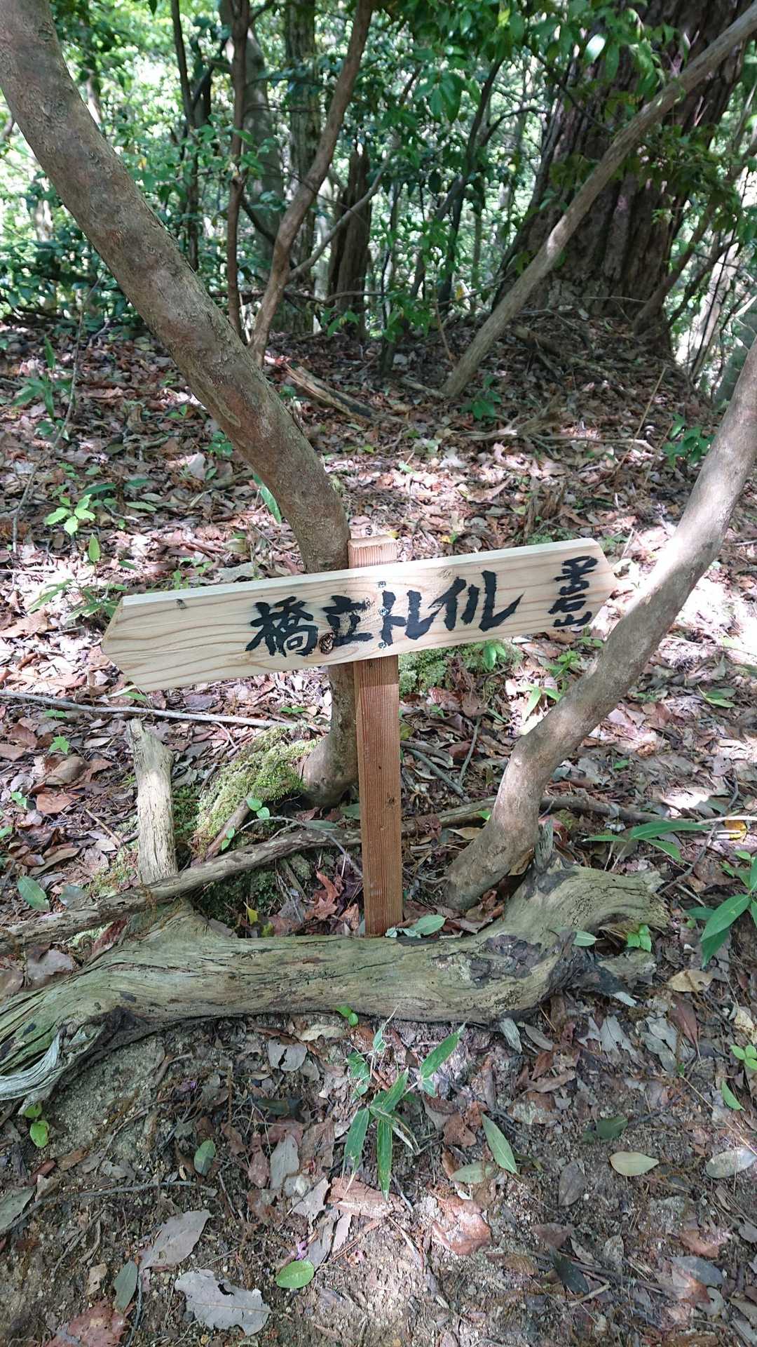 天橋立トレイルルートの写真