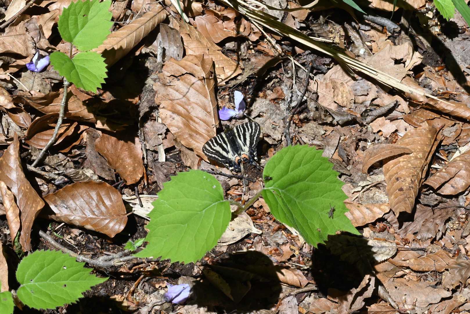 ギフチョウに遭遇🦋
生まれて初めて実物を見た😲
名前から勝手に岐阜県あたりにしかいないと思ってました💦
歳をとっても世の中には知らないことばかり