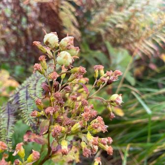 アキノキリンソウの花跡
白い実がなっていました＾＾
