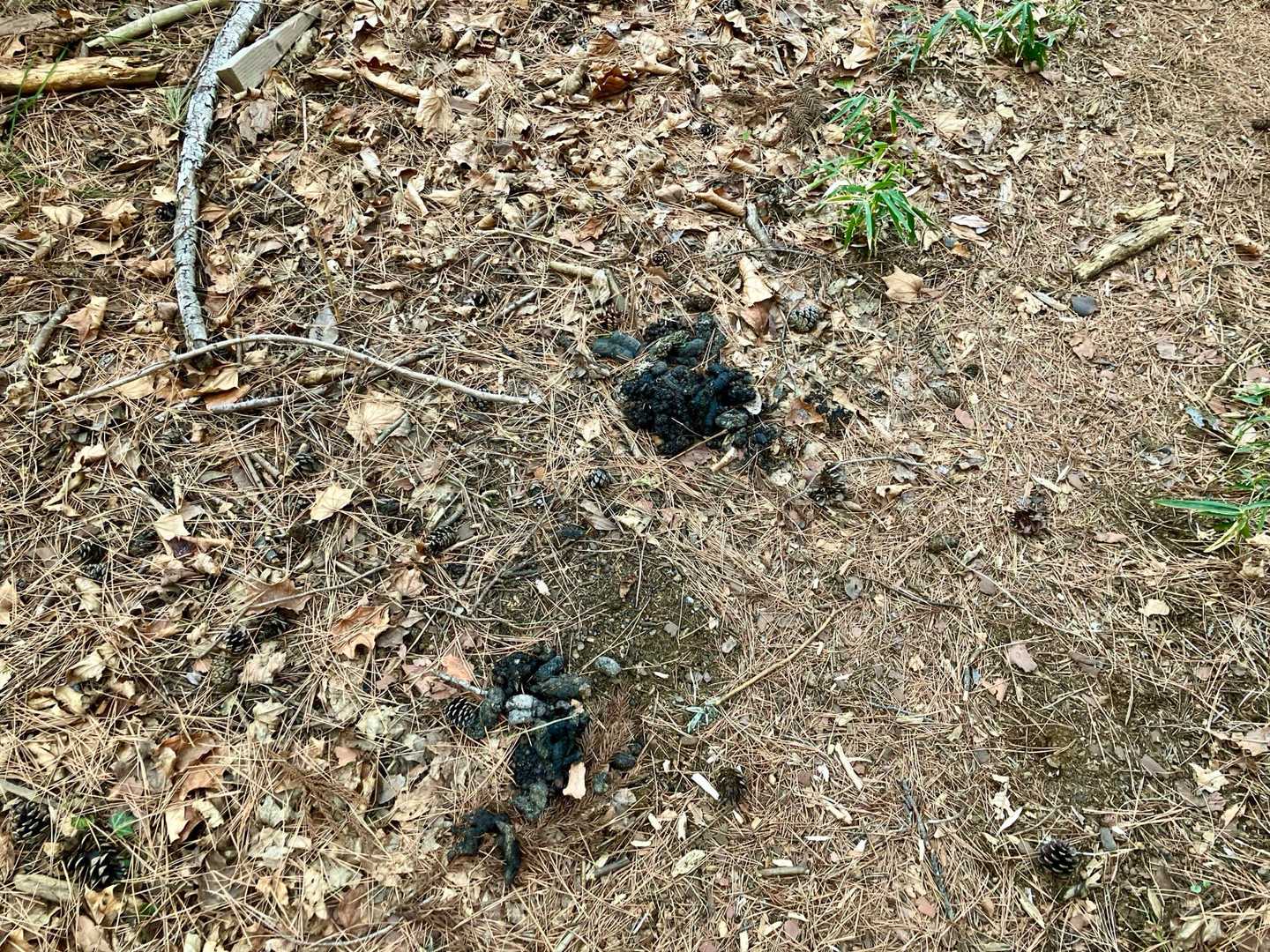 🐻？🦝？