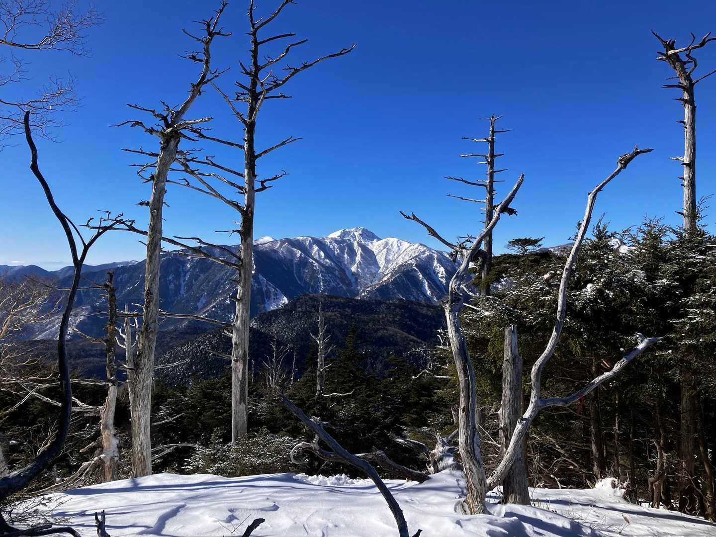 枯れ木の間に堂々と聳える日光白根山。