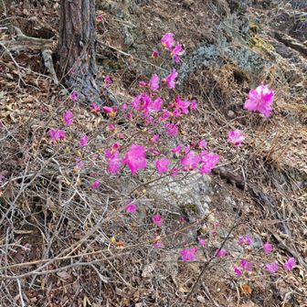 ゲンカイツツジ🌸🍶✨
