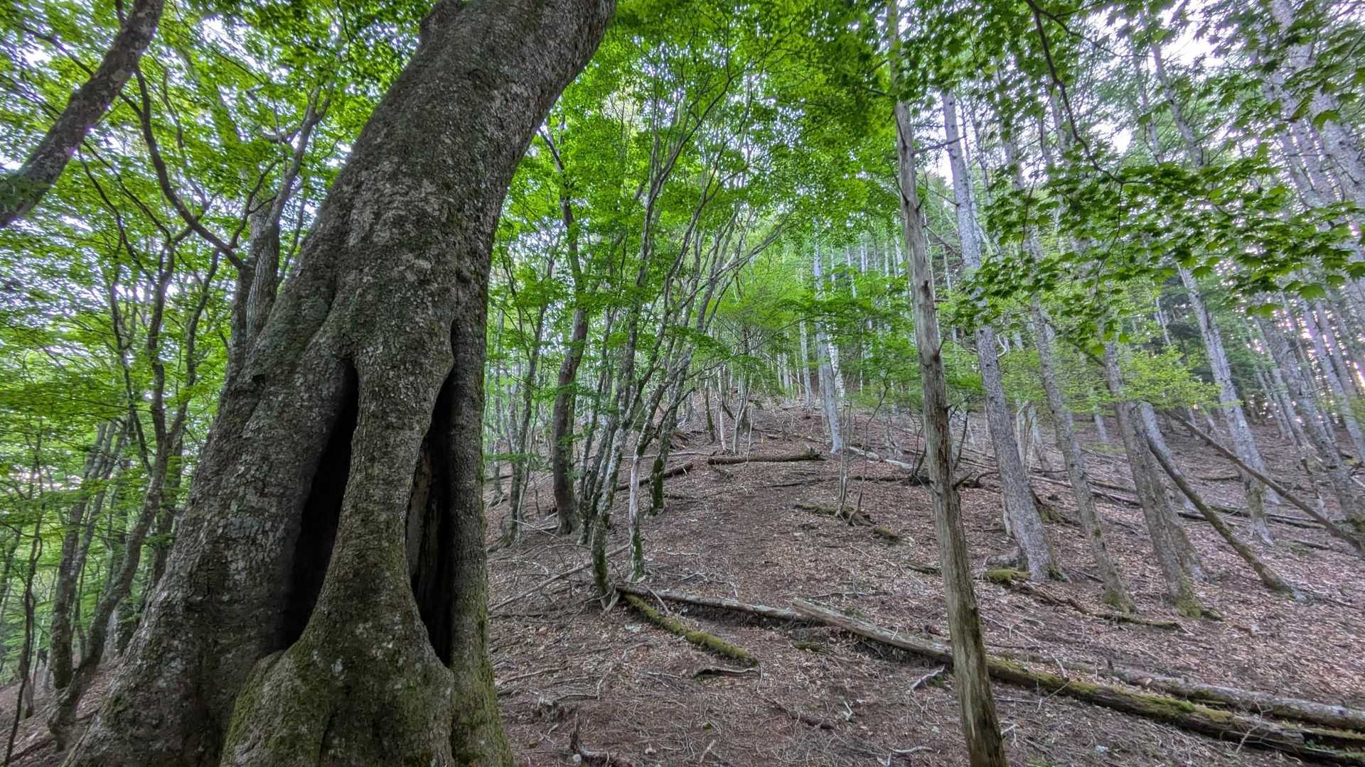 兵越峠-朝日山登山口-水梨山-朝日山-平森山-白倉山-笠松 往復コースの写真
