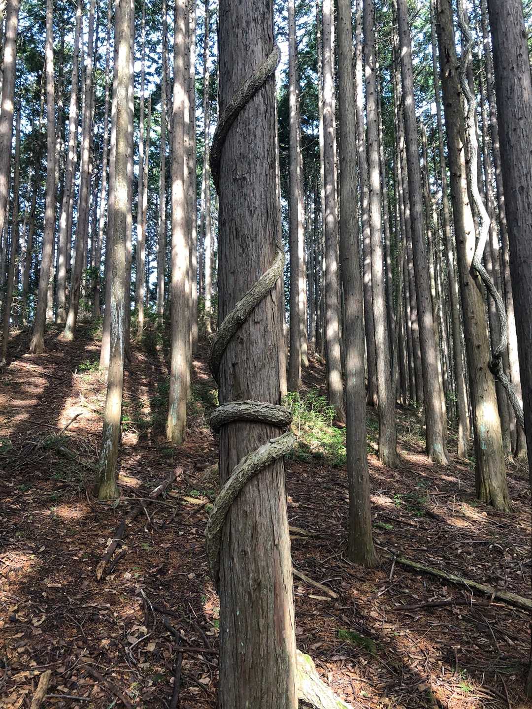 ヘビ🐍！リアルに巻き付くぶっとい蔓！