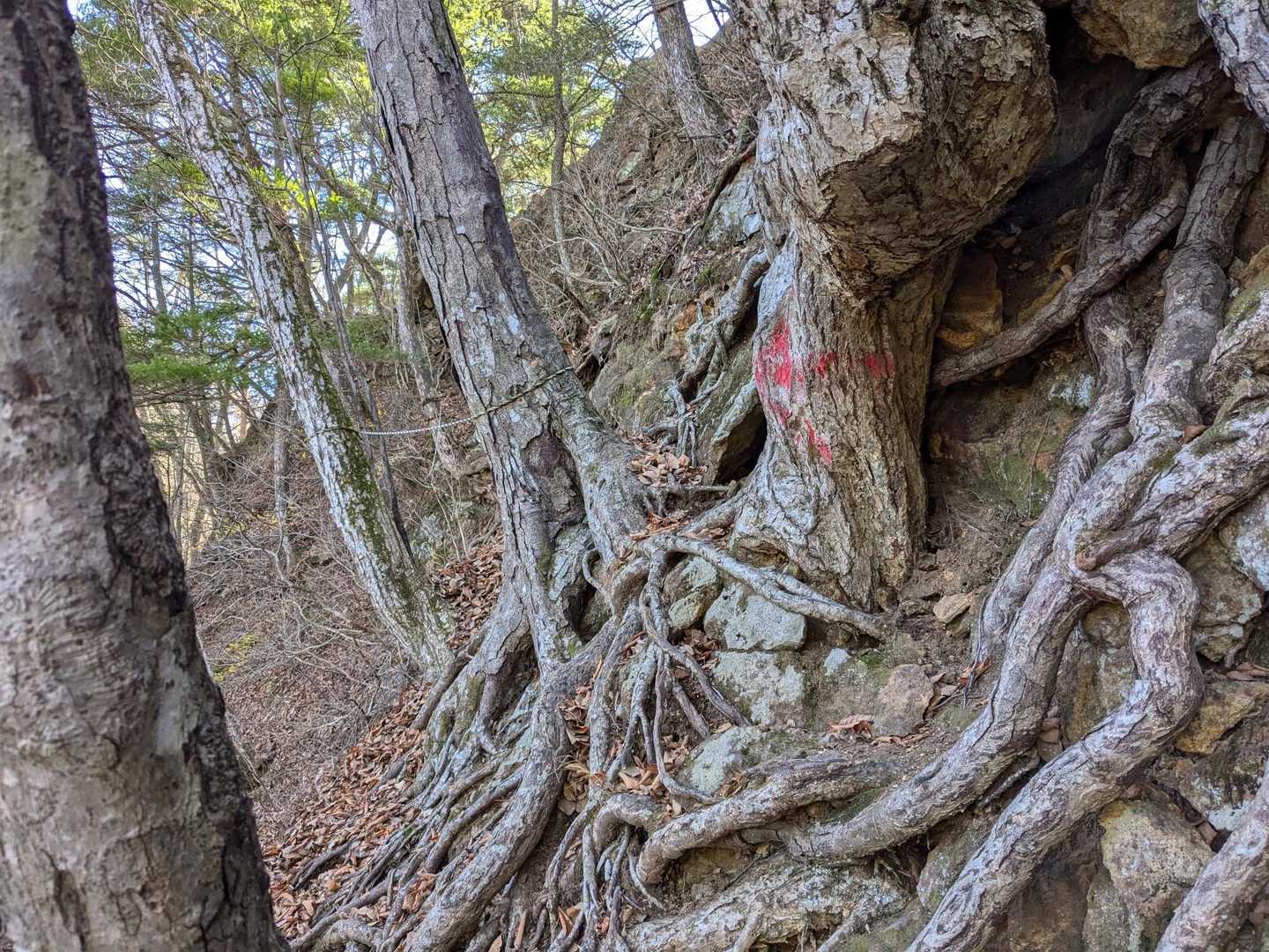 ここ、地味だけどかなり危険です😰
道が狭くて足の行き場がなく、手掛かりもほとんどないので上り下り共に踏み外すと滑落しそう😰
この先にもう一か所同じようなポイントがありますが、そっちは下山だけは腕ビレイでなんとかなる
（下山時に撮影）