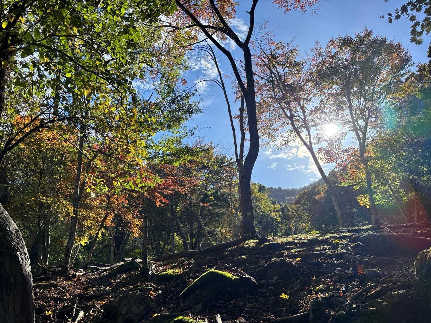少しでも紅葉の感じが伝われば〜🍁