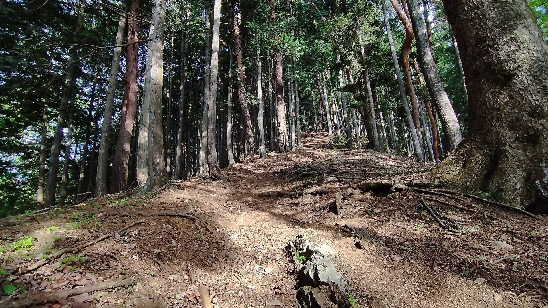 いきなり急登なんよね(¯∇¯٥)