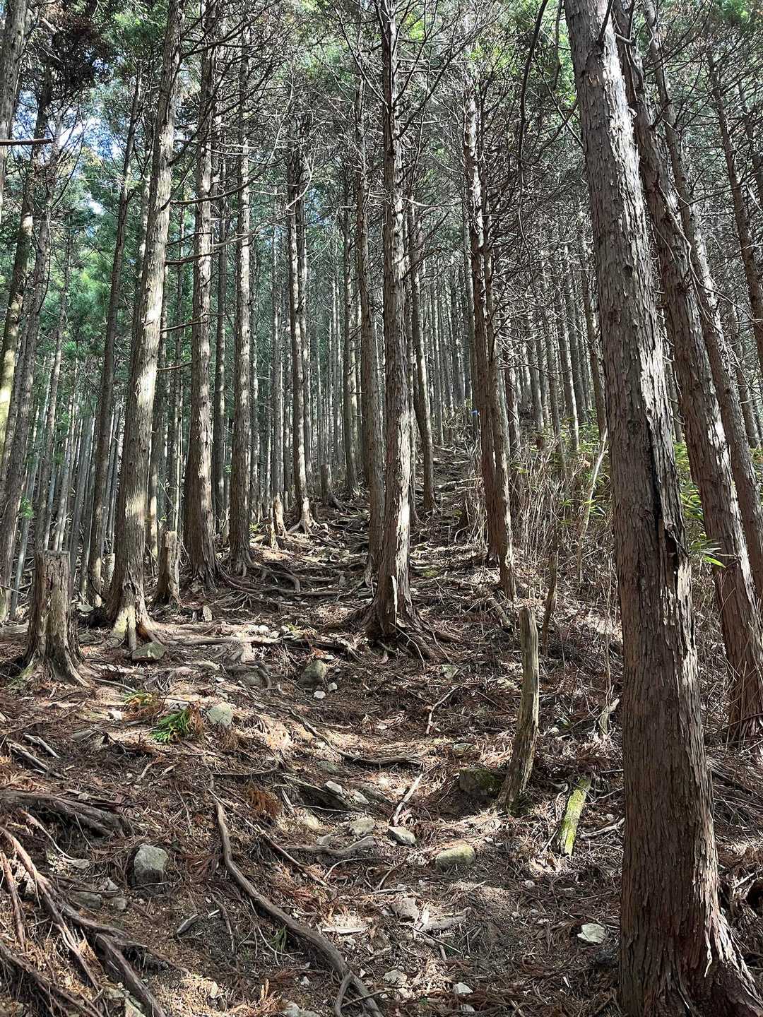 兜岳・鎧岳ハイキングコース登山口-兜岳-峰坂峠-鎧岳-新宅 縦走コースの写真