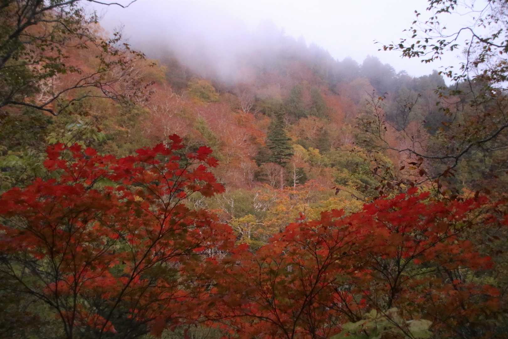 わっ✨

後程登る至仏山の斜面です🍁
しっかり秋の装いされてる模様です♪