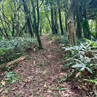 由良側の登山道はきれいに刈り払いされていました🙏