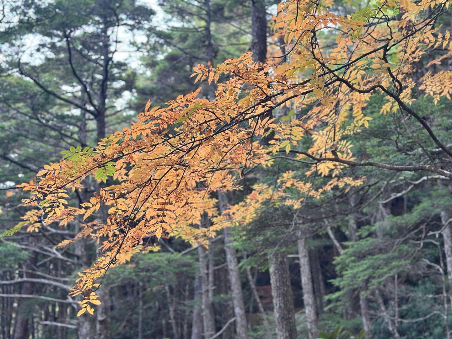 黄色が美しい。