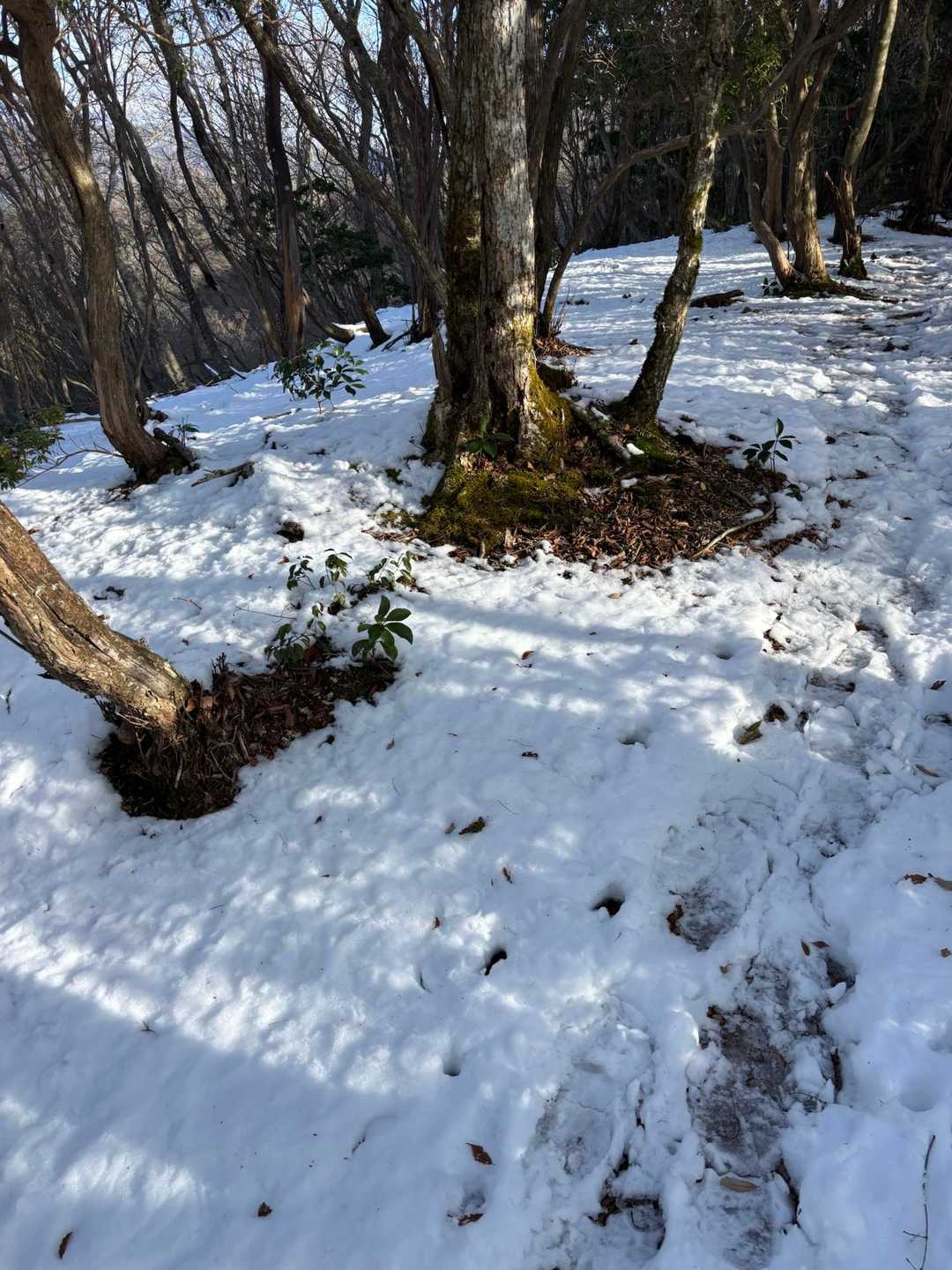 山頂手前は一面の雪❄️
