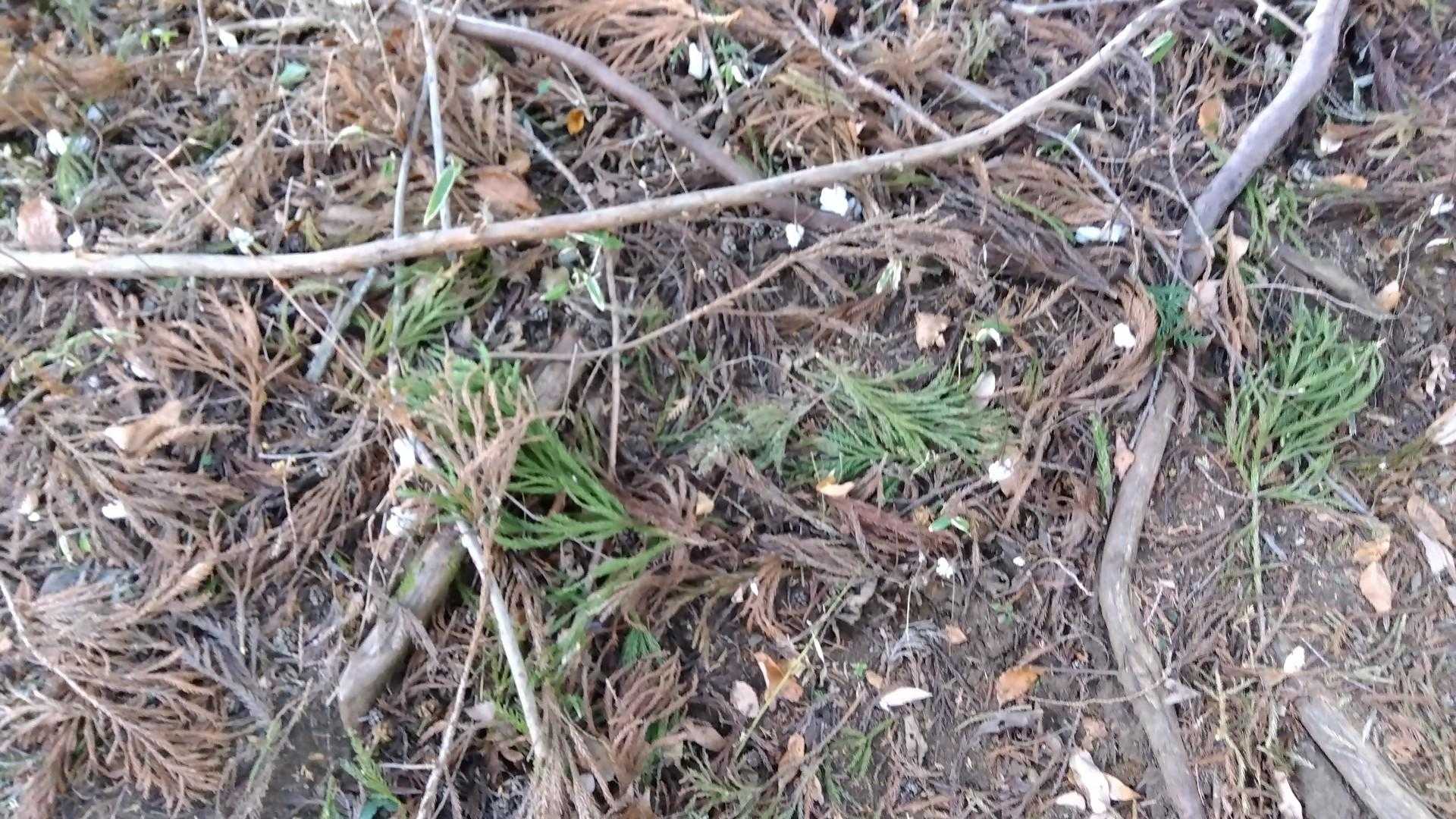 白いの沢山、氷華です。