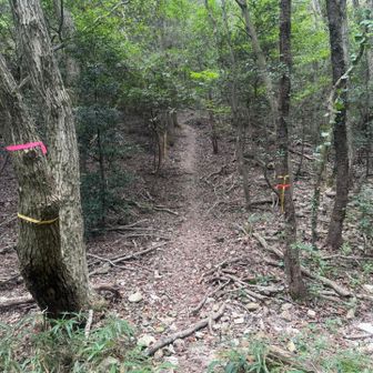 ここでまっすぐ岩山へ行かずに、黄色テープが目印の右側ルートへ