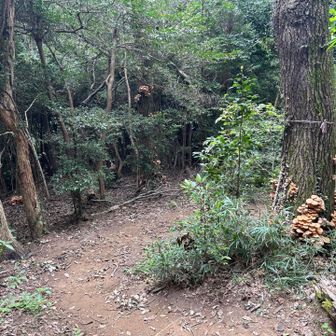 🌲に🍄‍🟫生えまくりゾーン