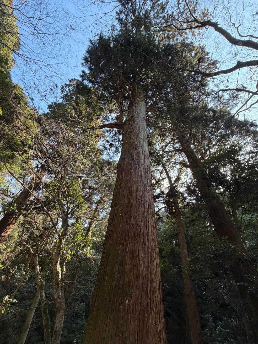 原始林に相応しい大木が至る所にありました