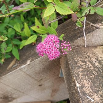 ピンクの🌸