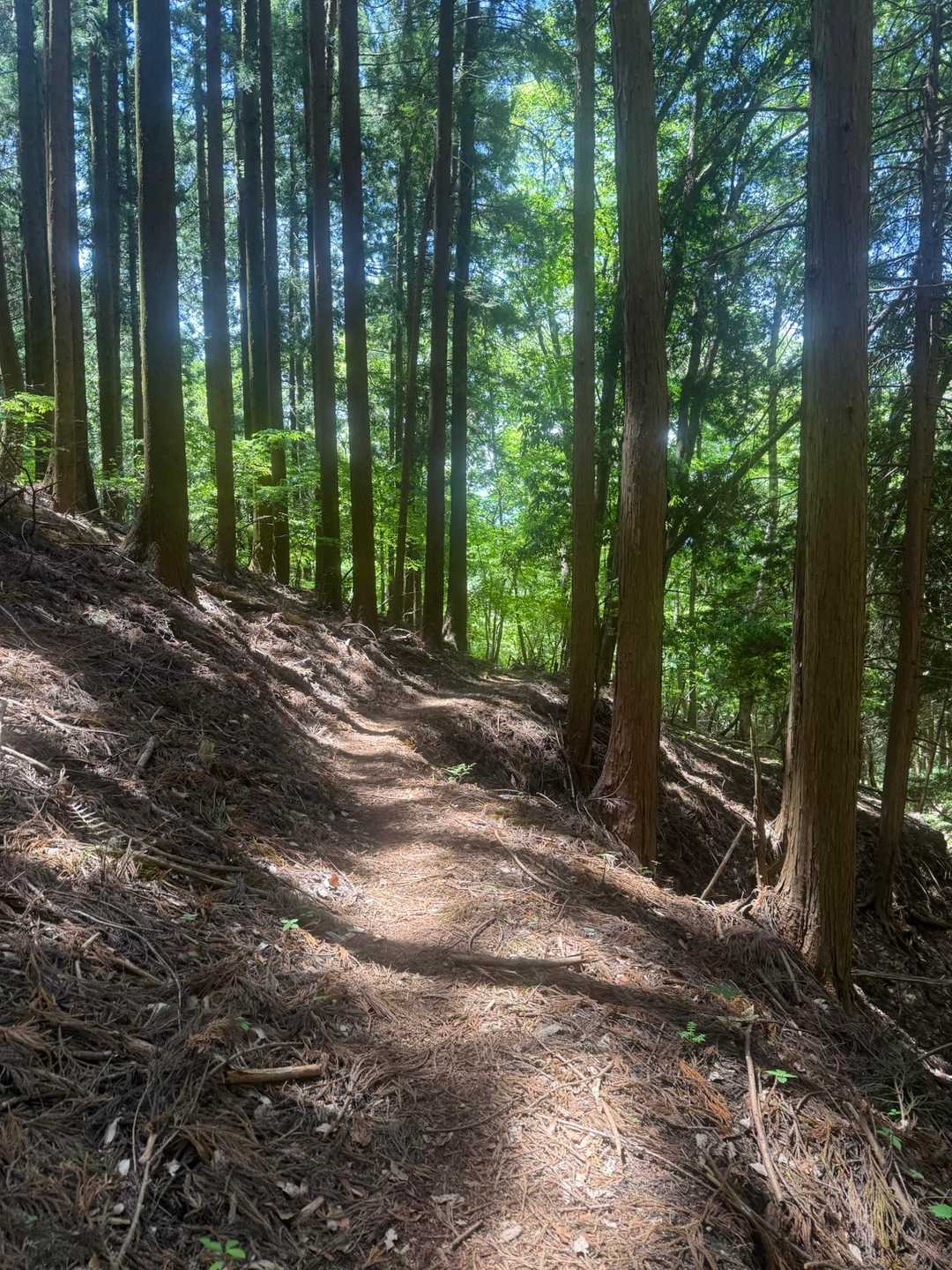 荻根山登山口-釜伏峠-登谷山-茱萸ﾉ木峠-皇鈴山-愛宕山- 縦走コースの写真