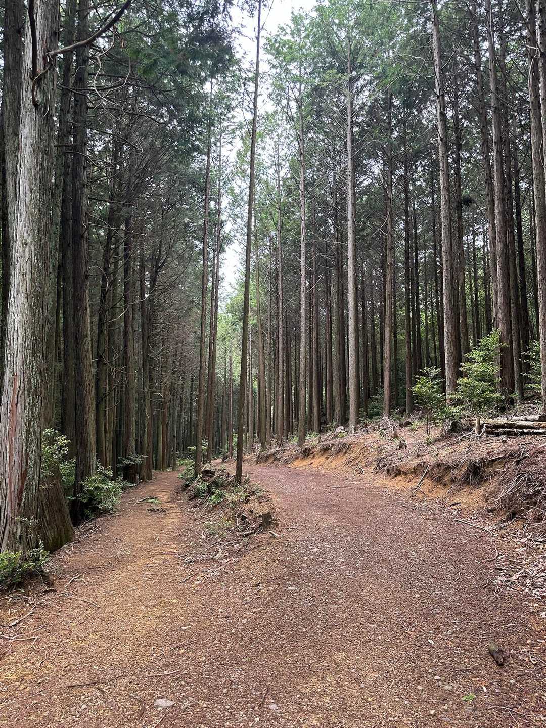 この杉並木まで来たら、もうすぐです！