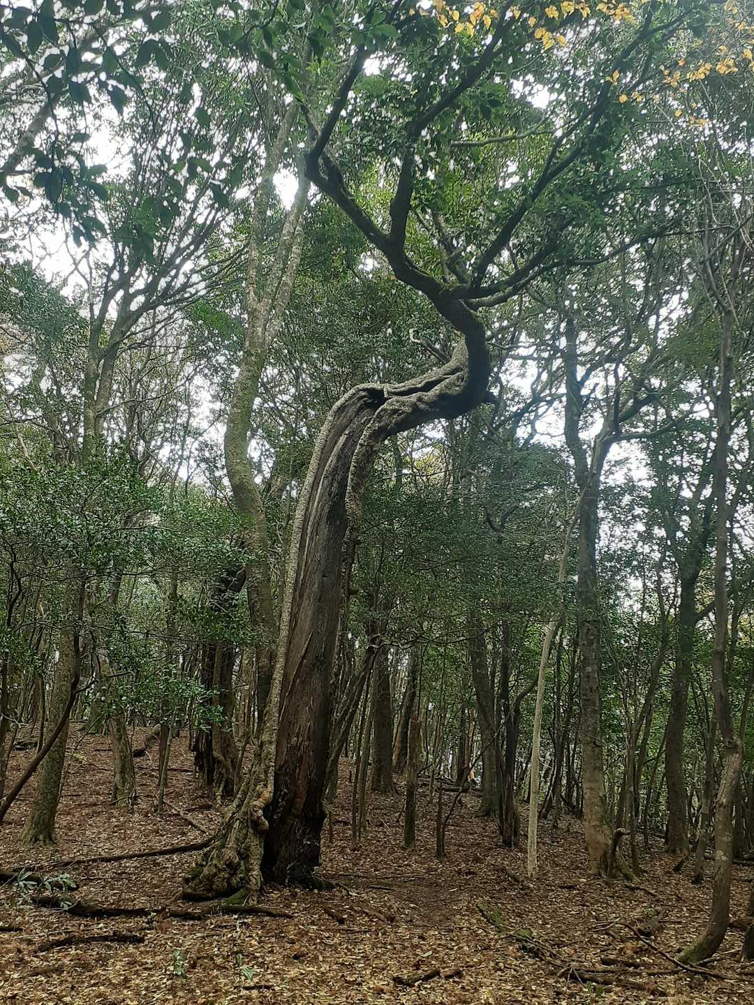 三本杭登山口-御祝山-三本杭 往復コースの写真