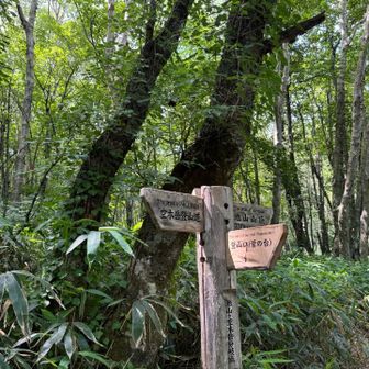 この地点でガイドさんが、「池山行きたい人いますか⁇」と聞いてくる❗️
もちろん「は〜い」🙋
他の方は興味なさそー🤣
私1人サブガイドさんと一緒に池山⛰️へ
他の方は巻き道を😌