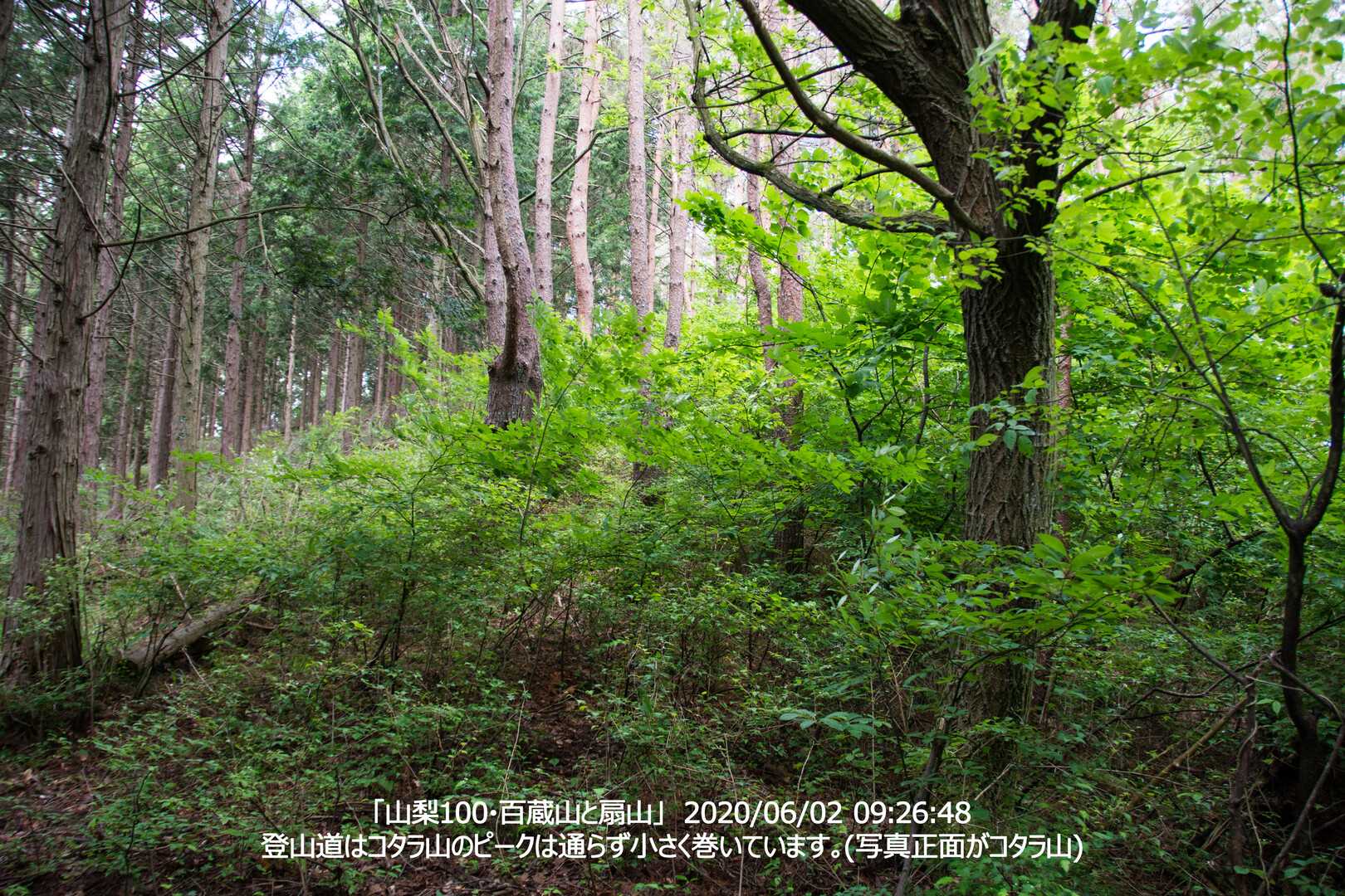 コタラ山の写真