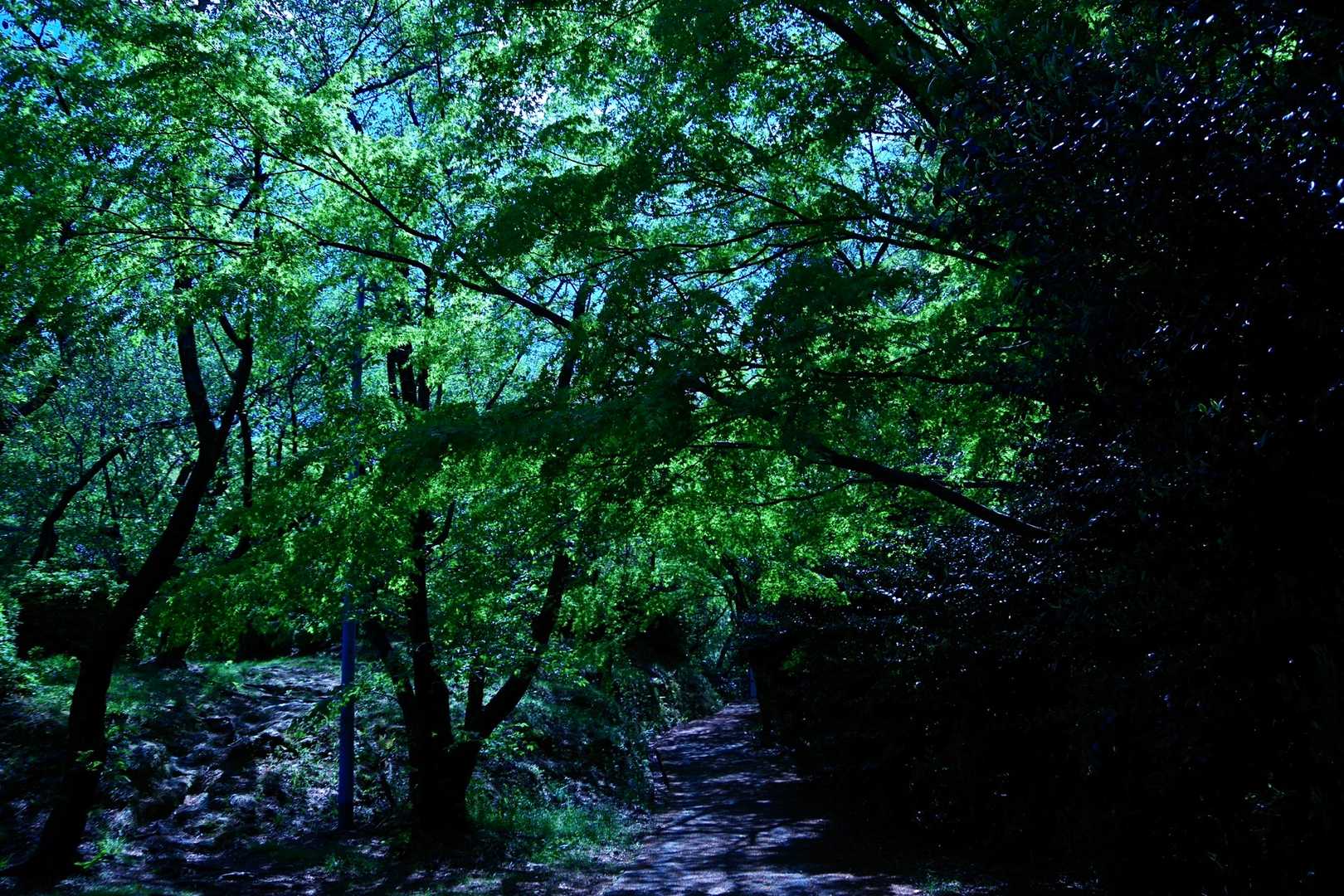 新緑が綺麗だったけど写真では暗い。。。