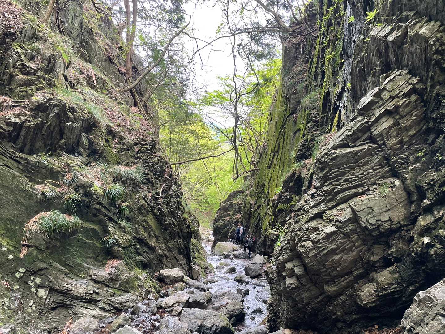 清東橋バス停-棒ノ嶺-権次入峠-白谷沢登山口-龍泉寺登山口 縦走コースの写真