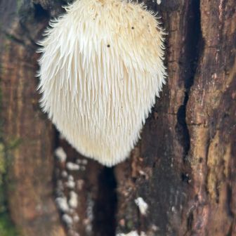 なんだこれは👀⁉️フサフサの生き物❓思いましたが、「ヤマブシタケ」という食用キノコ🍄‍🟫のようです😳