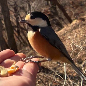 凛としてるー
「凛とした」の意味は、「態度や見た目がりりしく引き締まっていたり、しっかりしている様子」です。😆